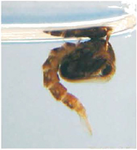 Pupa del mosquit tigre