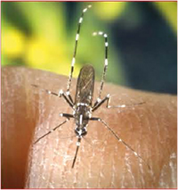 Mosquit tigre
