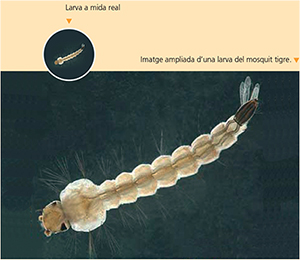 Larva mosquit tigre